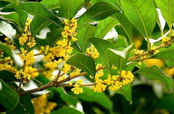 Daun Organik Alami Pengganti Teh Hitam Osmanthus yang Sehat