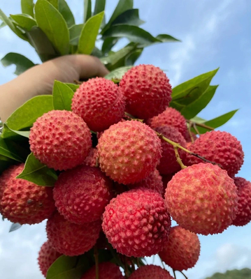Grosir Minuman Padat Berkualitas Tinggi Jus Lychee Powder Lychee Powder Litchi Powder